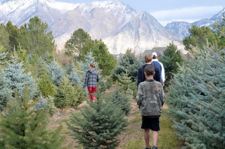 getting our christmas tree1